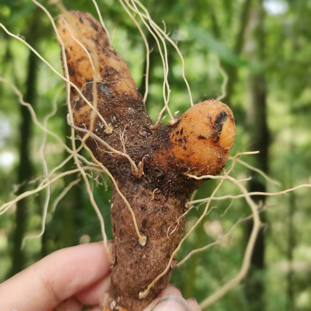 新鲜野生火头黄姜药食两用陕西食用农产农产品其他药食同源食品