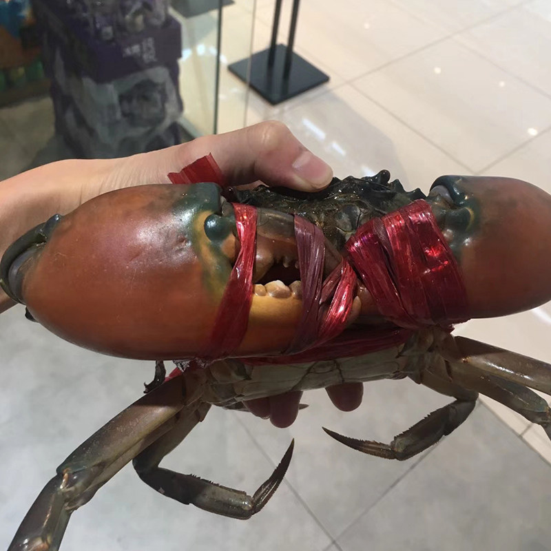 野生公蟹1斤螃蟹格力越南非洲超大特大鲜活青蟹