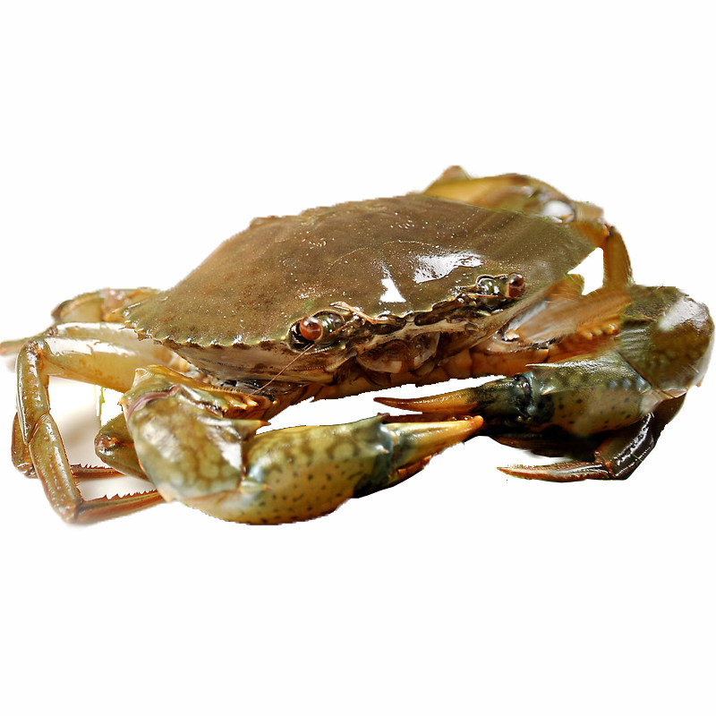七欣天缅甸波格力螃蟹(3斤装8-11只公蟹)香辣青蟹迷踪蟹野生海蟹