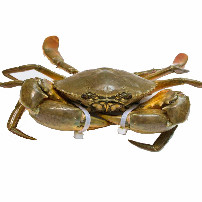 蟹波迷踪香辣缅甸公蟹合计2斤45只蟹铁肉蟹青蟹