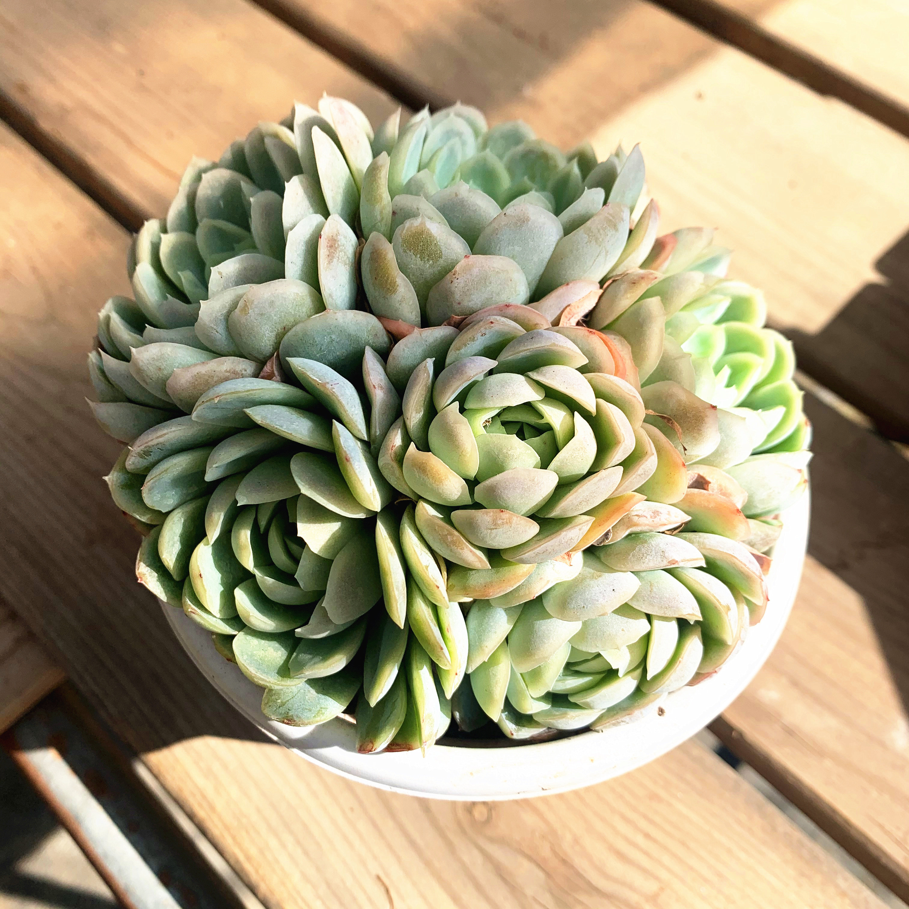 多肉源熠冰梅群生植物组合盆栽老桩大棵萌肉多肉植物