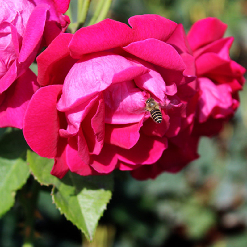 玫瑰新鲜云南食用玉溪滇红重玫瑰花花瓣2斤中通玫瑰花瓣