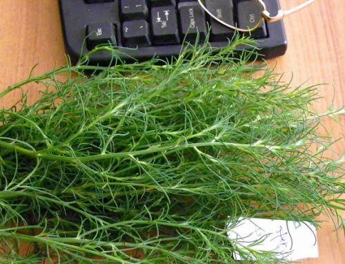 猪毛3斤包邮新鲜野菜菜乍乍蓬老婆毛刺蓬菜其它