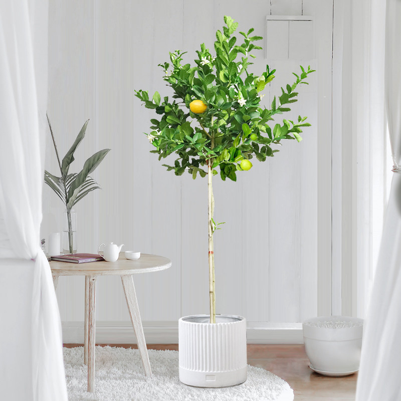 东南亚香水柠檬树盆栽大型室内阳台植物四季花果大型绿植