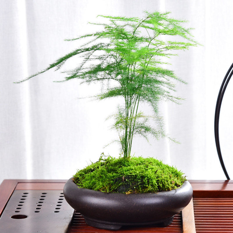 文竹盆栽植物室内花卉办公室桌面绿植好养四季常青景观竹子小盆景