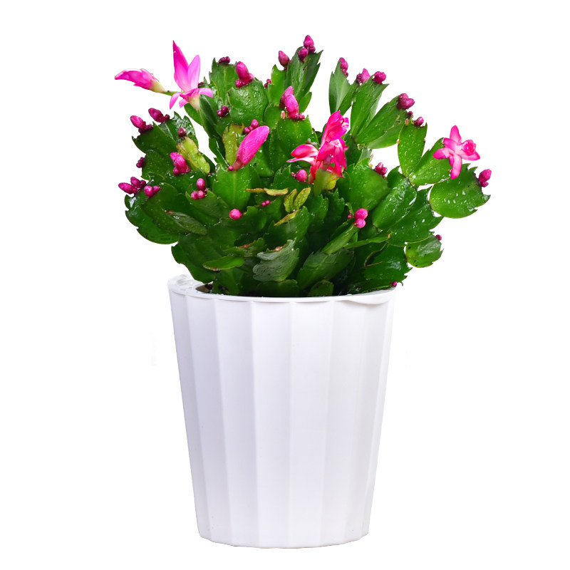 蟹爪兰绿植盆栽植物花卉苗带根带花圣诞仙人掌蟹爪莲四季开花