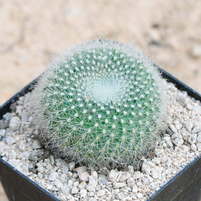 白雪光仙人球盆栽 防辐射净化空气花卉绿植开花仙人掌肉肉植物花￥4.