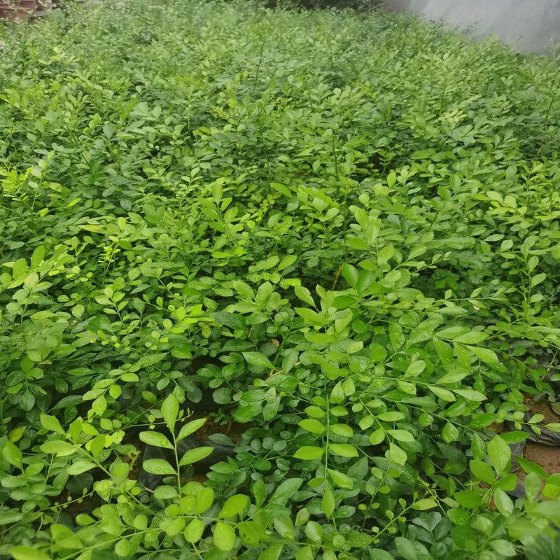 九里香香水千里香千里七里庭院绿植阳台驱蚊开花绿植