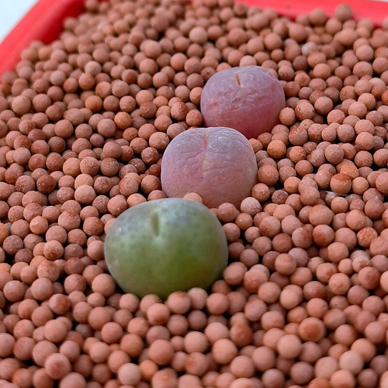 多肉植物肉锥翠光玉翠绿植盆栽室内阳台窗台多肉植物