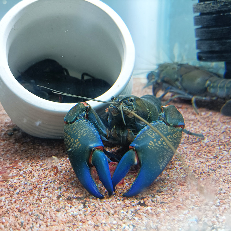 鳌虾宠物人工天空蓝魔魔龙淡水观赏火山破坏者虾