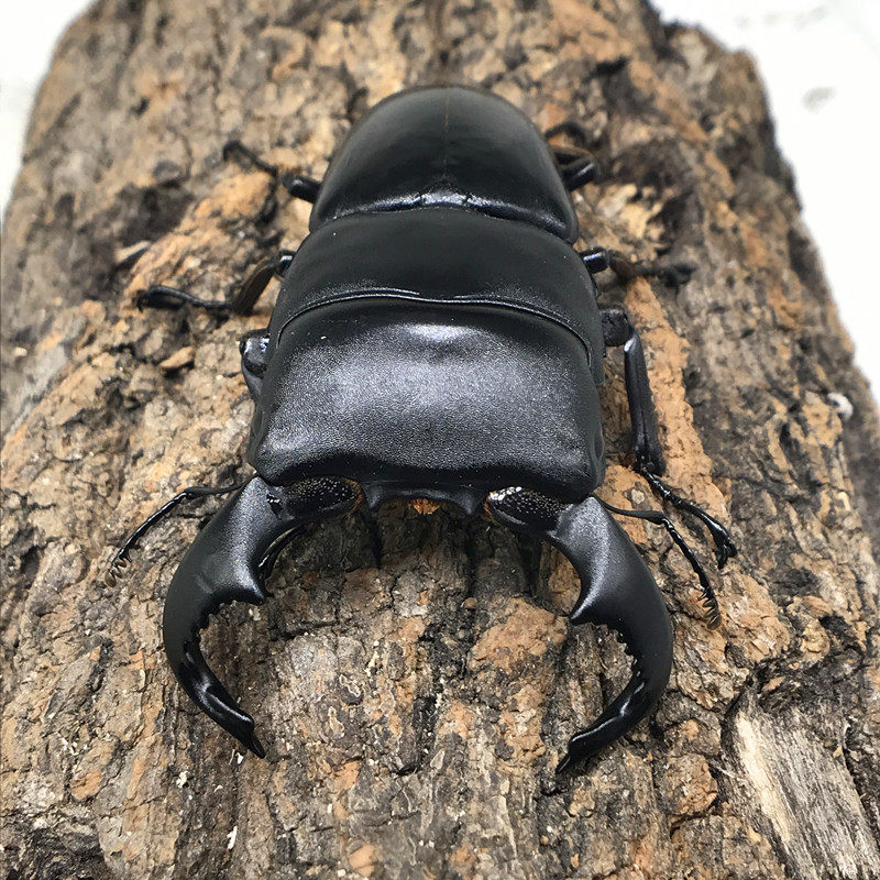 牛头扁锹巨扁大锹形虫长戟大兜独角金龟甲虫特色爬宠