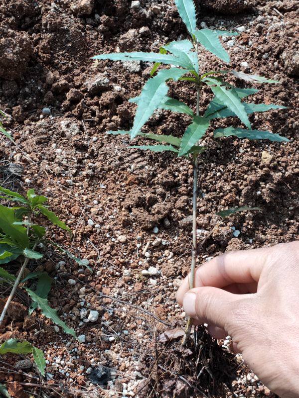 云南黄连树苗三颗针三棵针树苗刺黄连树苗珍贵药材植物树苗