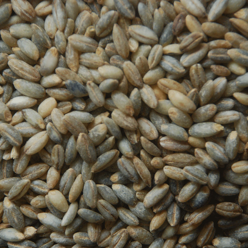 青稞蓝青米青仁裸大麦高原大米粗粮麦仁粥甜其它粮食