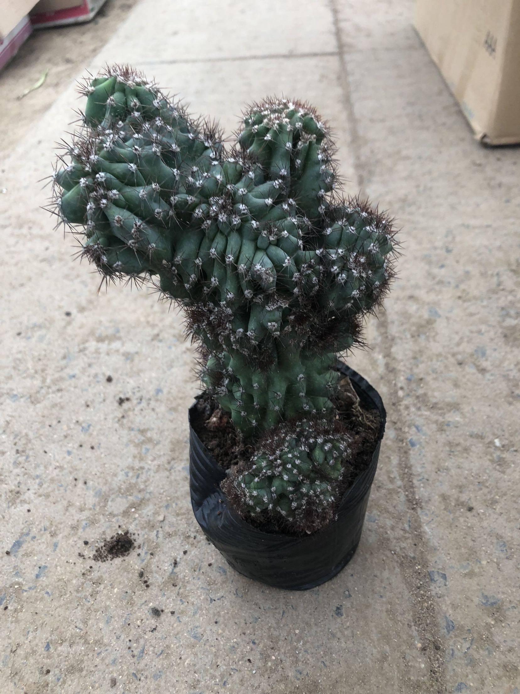 仙人掌热卖罗汉类沙生多肉植物虎头山影盆栽花卉多肉植物