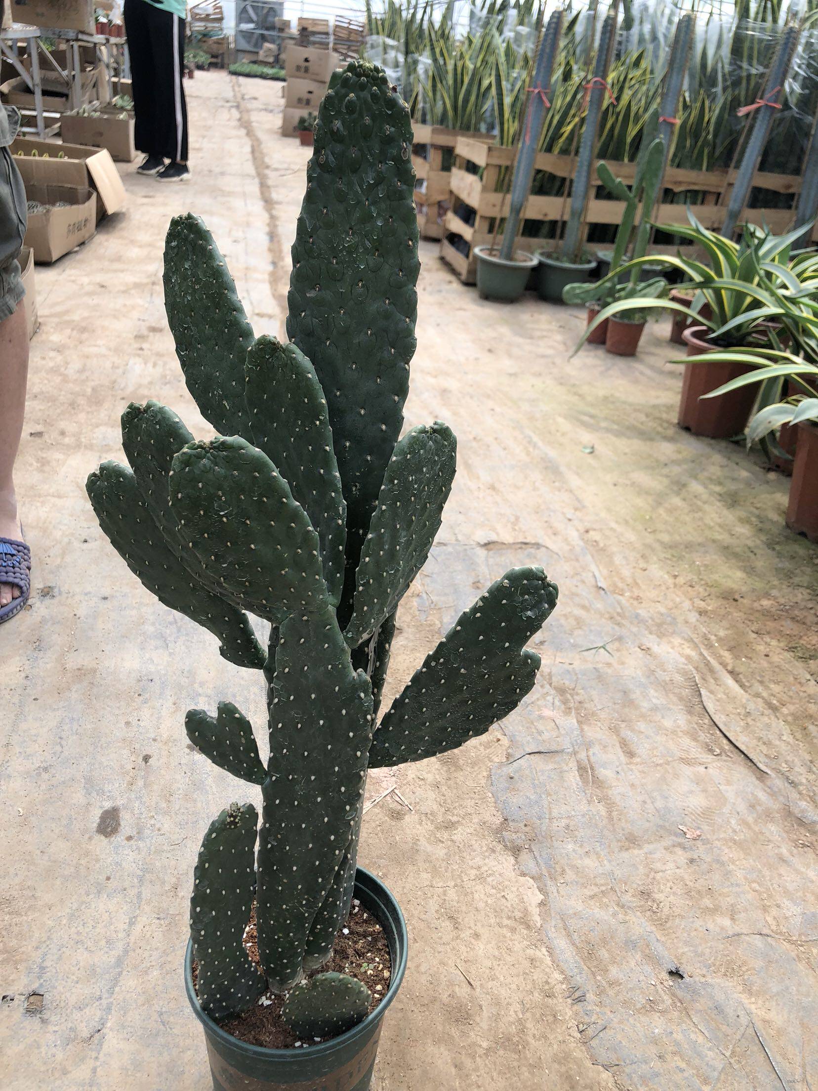 万岁无刺仙人掌 也称中华掌 进口稀有品种一物一拍