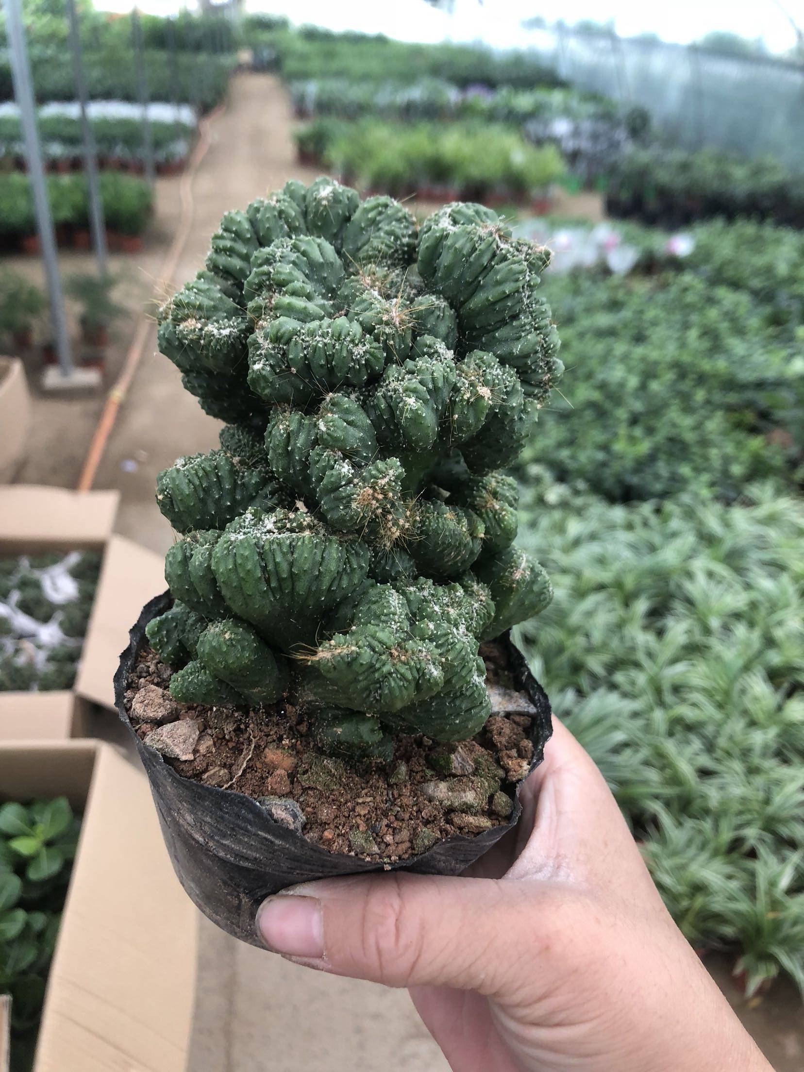 仙人掌热卖罗汉类沙生多肉植物虎头山影盆栽花卉多肉植物