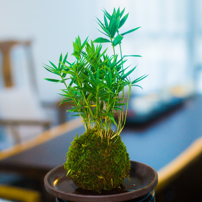 小米竹姬翠竹盆栽植物微型室内小苗竹子凤尾绿植