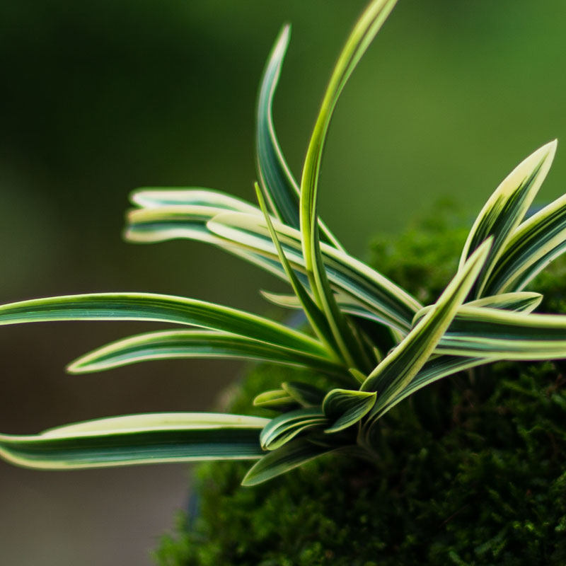 矮种金边兰花盆栽植物名贵金凤凰兰草花苗花卉兰花苗带花苞室内