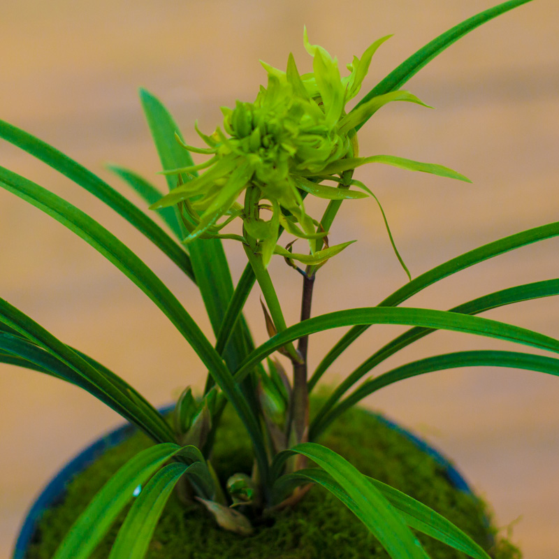 兰花盆栽植物名贵春兰花开花开富贵富贵兰花苗花苞时令草本花卉