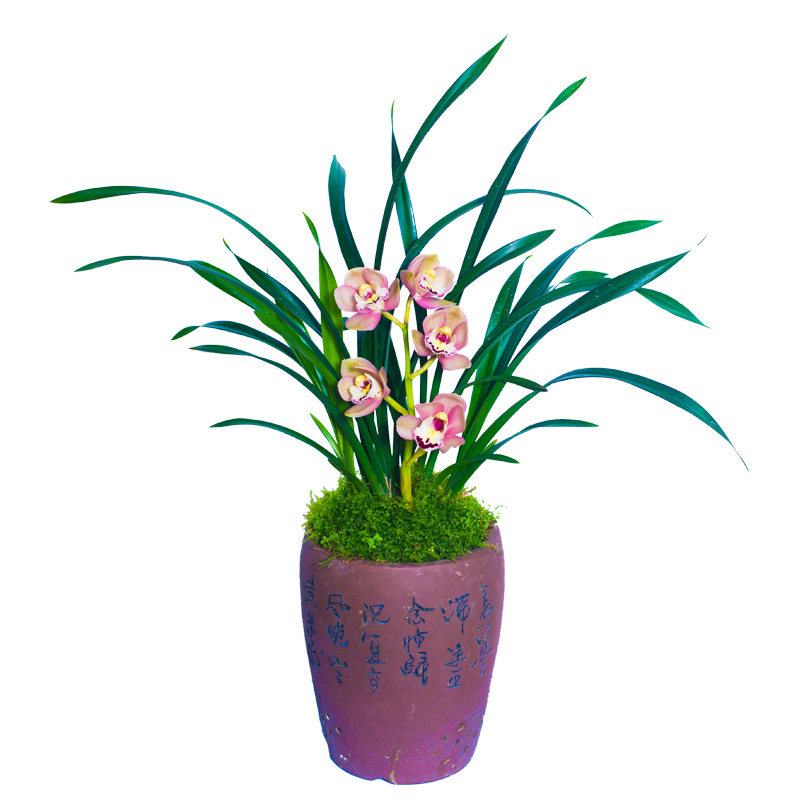 大海轮兰花盆栽植物名贵建兰好养型兰花苗带花苞兰草花卉大众国兰