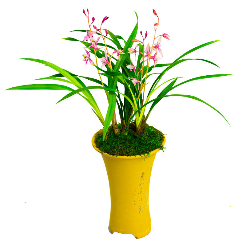 建兰兰草众国大众名贵兰花草盆栽花卉四季市长花卉