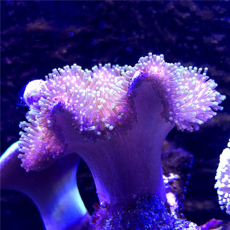 澳洲绿魔掌皮 皮革珊瑚 海水 lps珊瑚 活体珊瑚 顺丰包邮包活