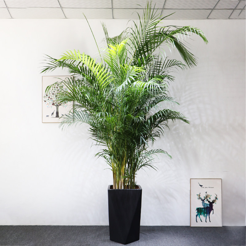 植物大型散尾盆栽室内花卉绿植凤尾袖珍椰子大型绿植