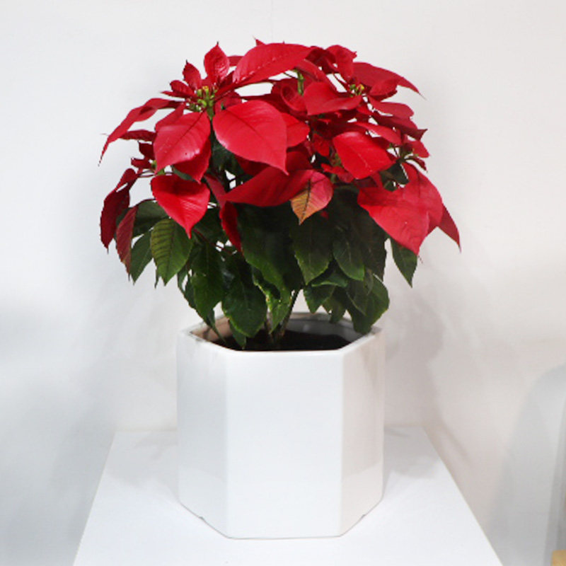 盆栽植物深圳一品红花卉圣诞室外大盆红红火火开真大型绿植