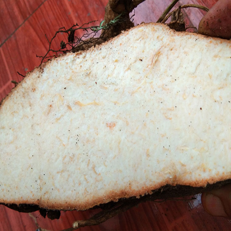 贵州500g金龟蛇莲锅底野生罗锅底曲莲苦金盆雪胆传统滋补品其他