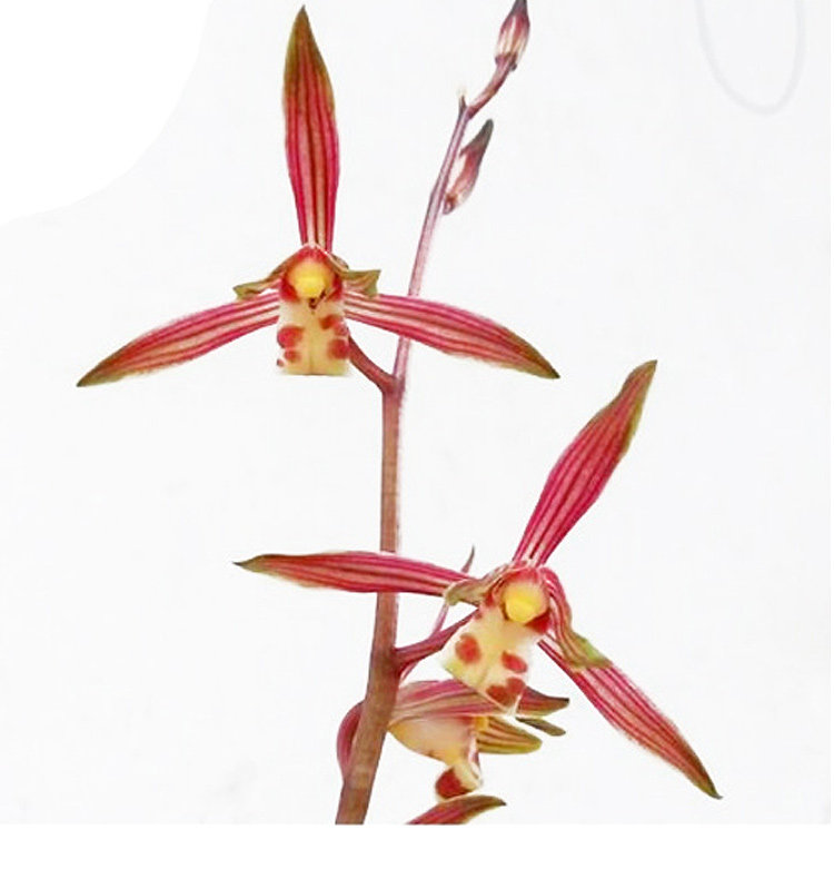 兰花黄金万代带叶艺稿室内花卉绿植高档稀有花卉