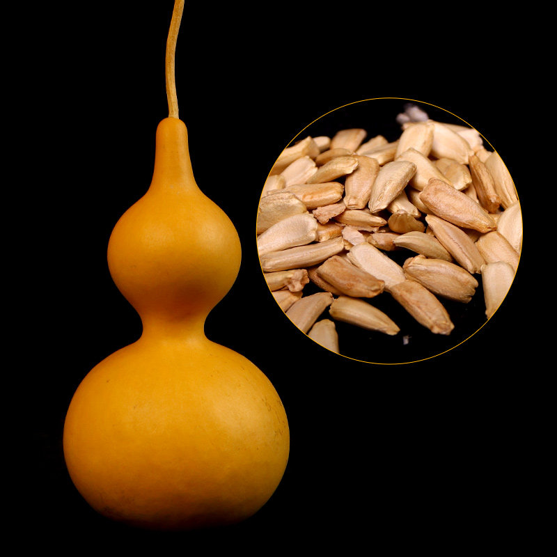 自然种植手捻大葫芦种子葫芦籽阳台植物观赏文玩小葫芦种盆栽