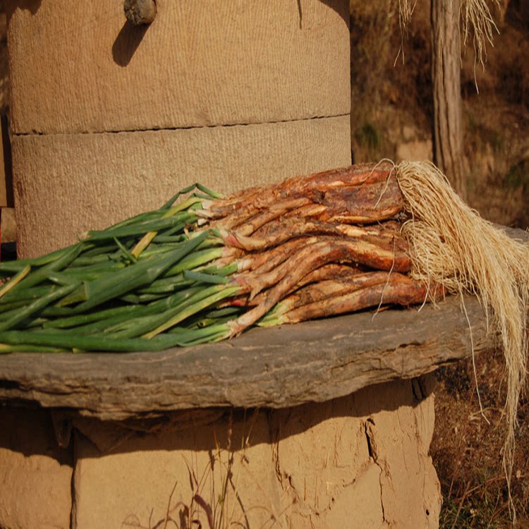 陕北红葱黄土旱地红皮羊肉炒菜大葱五斤包邮葱类