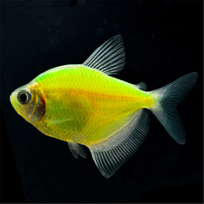 天使拉拉黄衣绿衣彩群台湾荧光基因玻璃拉拉夜明珠彩群天使鱼活体