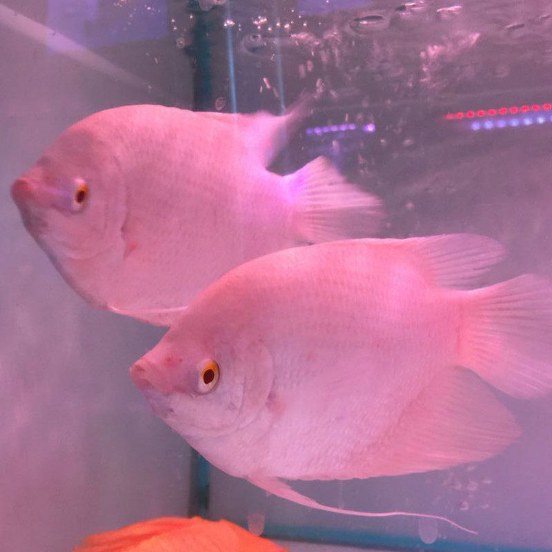 [小精灵]红尾招财鱼活体观赏鱼招财鱼红眼招财招财黑招财古代战船