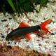 Red-tailed black shark Rainbow shark small tropical fish ornamental fish live fry live freshwater fish feed fish Red-tailed black shark Rainbow shark small tropical fish ornamental fish live fry live freshwater fish feed fish
