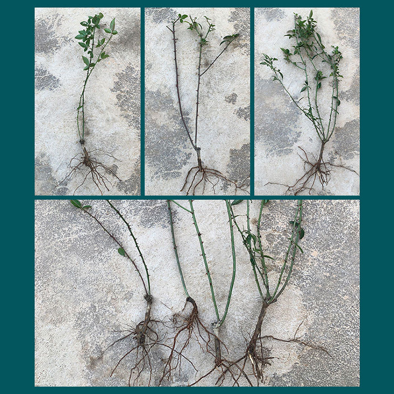 金樱子苗老桩大苗刺梨中药常绿金婴子名贵药材苗树广东金英子树苗