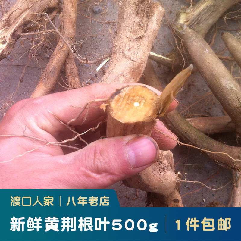 黄荆惊根花根荆条五叶粗根老桩七叶生布树根绿植