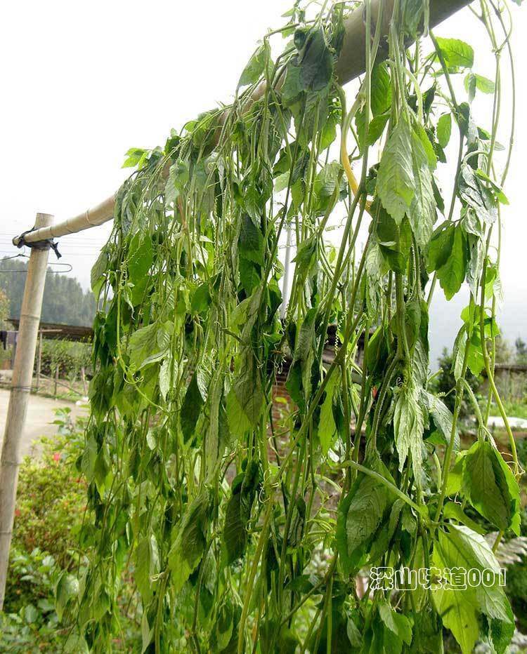野生绞股蓝 广西金秀大瑶山七叶绞股蓝原藤自然晒干甜味500克包邮