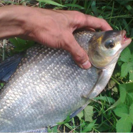 新鲜鲜活三斤速发杀冷活现淡水鲳鱼武昌鱼野生淡水鱼类