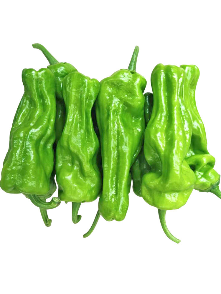 新鲜薄皮五斤配送蔬菜同城清香中辣500g一斤辣椒