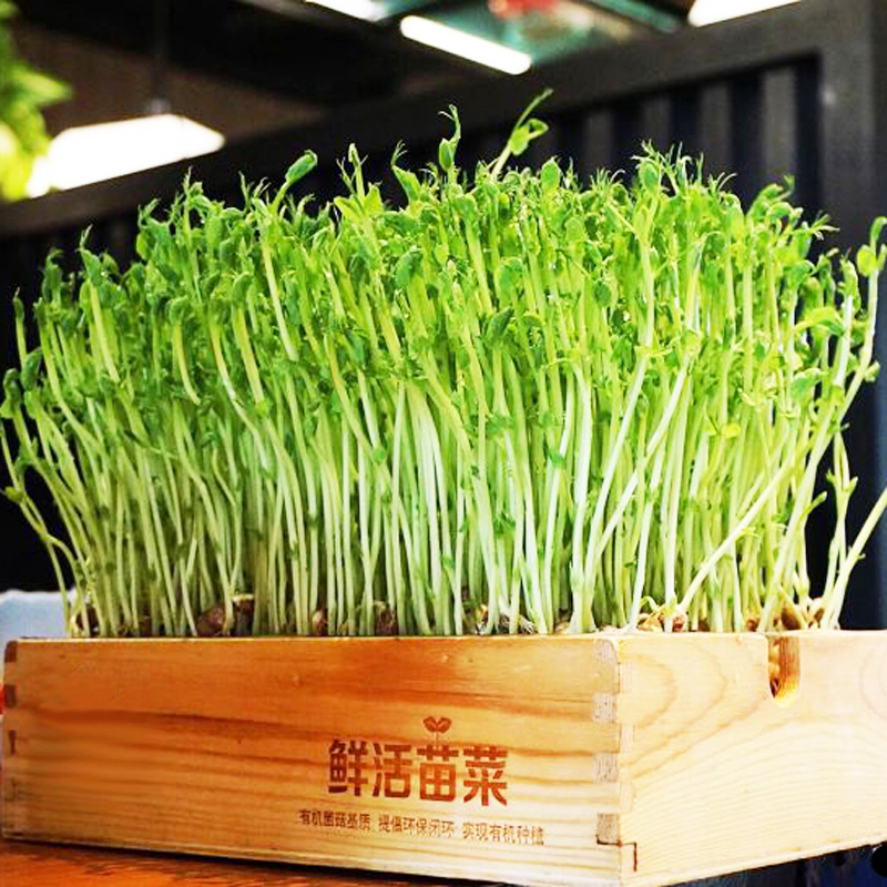 新鲜芽苗菜一斤500g豆苗尖芽火锅食材配菜蔬菜叶菜类