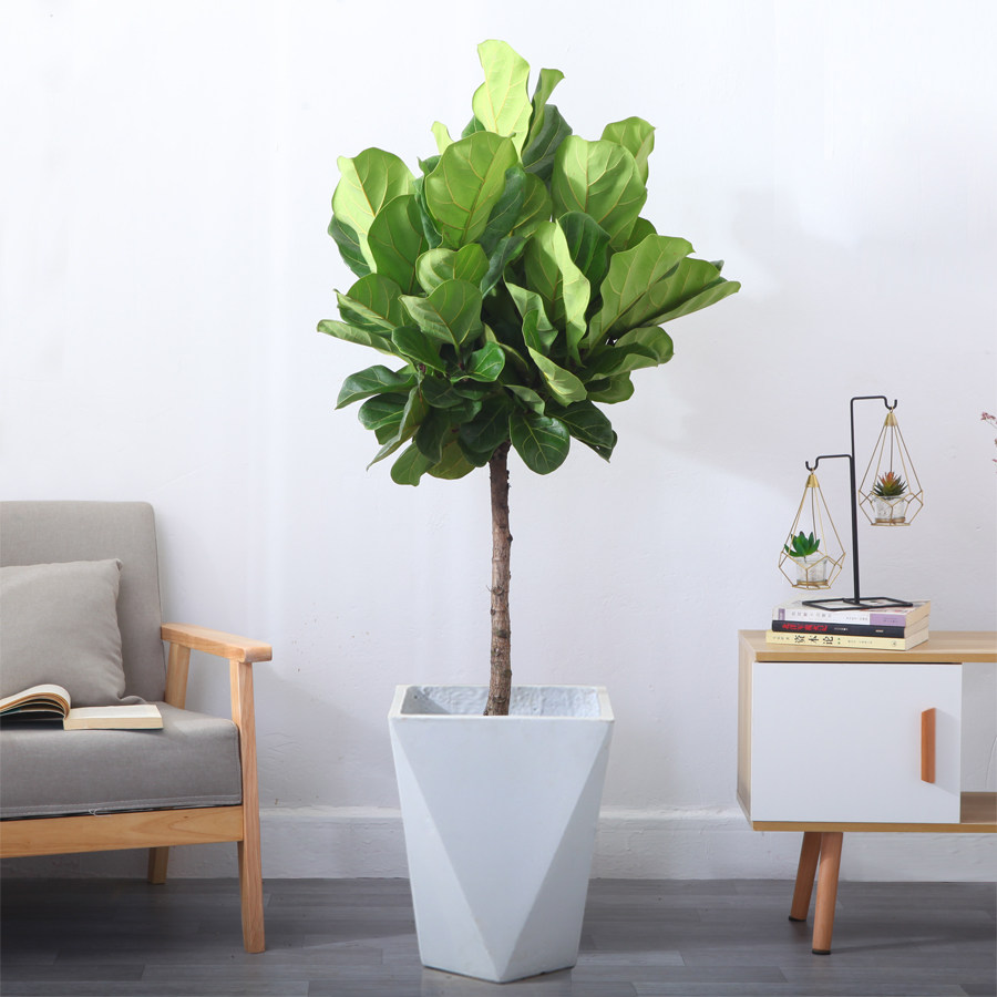琴叶榕盆栽大型棒棒糖大叶植物花卉客厅室内北欧橡皮树老桩吸甲醛