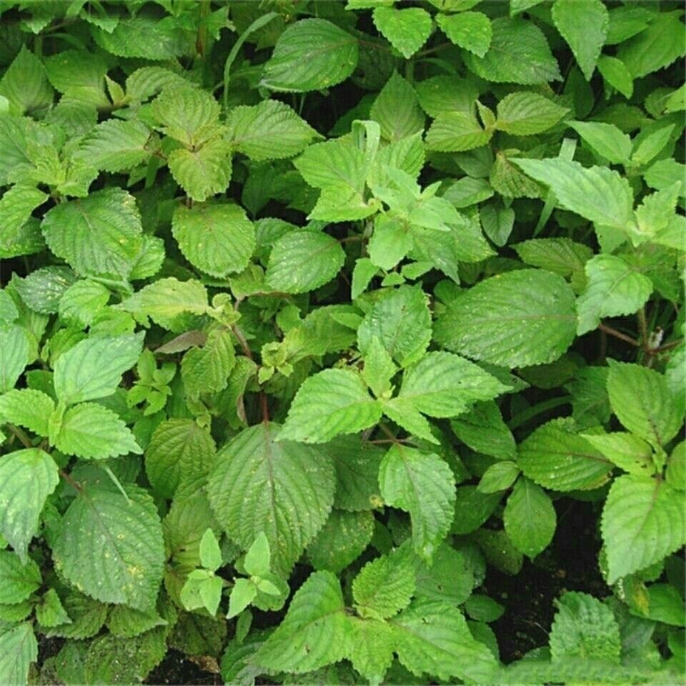 绿苏种子紫苏可食用籽特野菜大叶榨油盆栽阳台家庭园艺种子