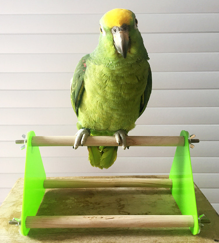 包邮中小型鹦鹉桌面面站玄凤小太阳牡丹虎皮和尚鸟禽其他