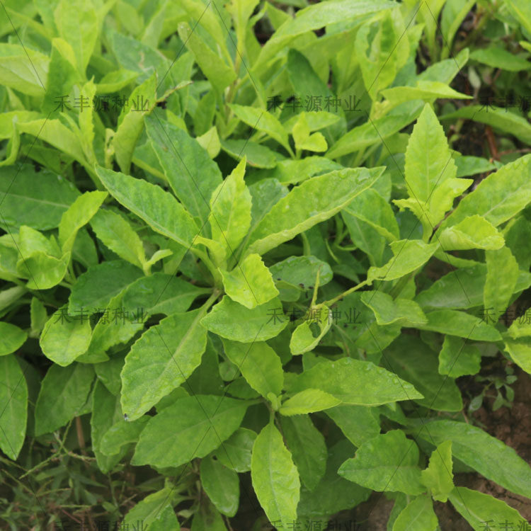 明月白背绿植窗台食用长期鸡毛草苗金鸡毛泰国家庭园艺种子