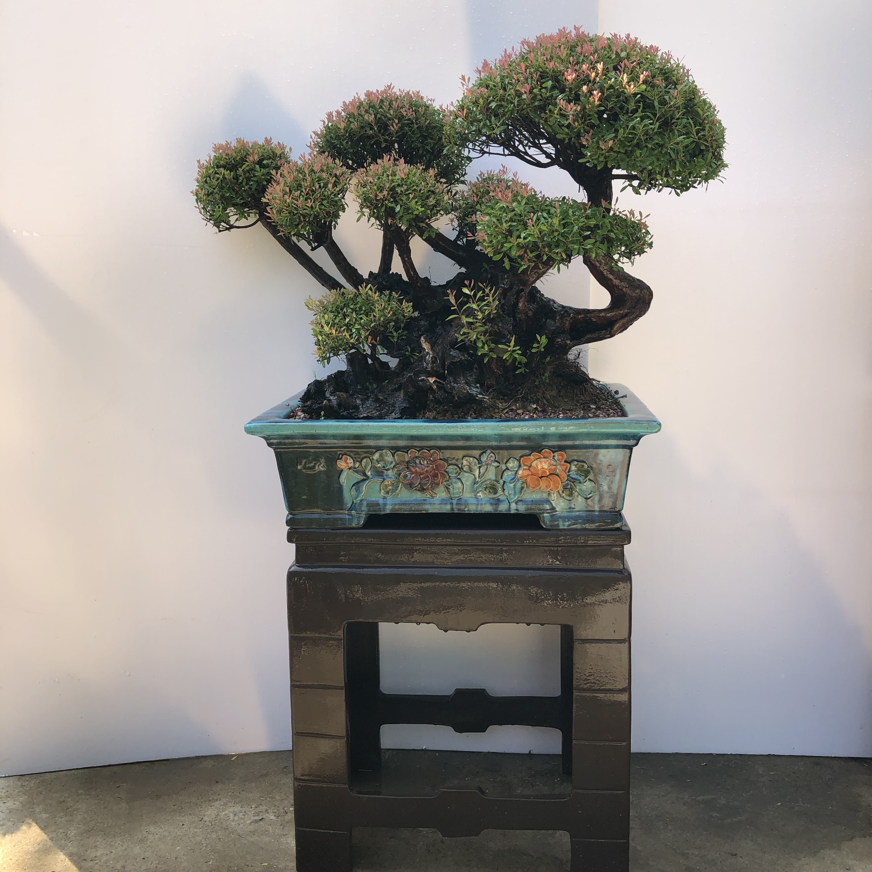 小叶赤楠盆景老桩植物金丝楠木耐寒耐热红杨黄杨盆栽常青花卉绿植