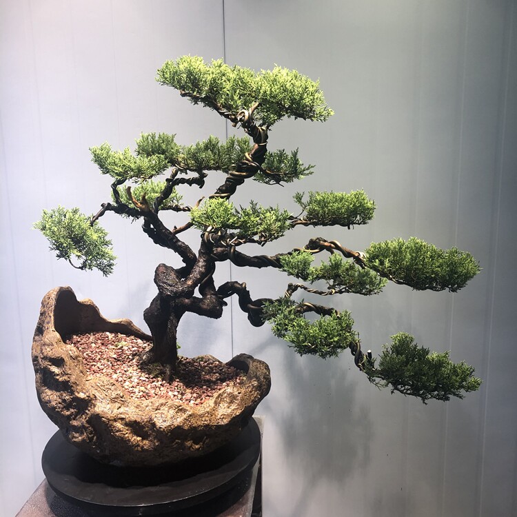 盆景济州真柏室内绿植柏树趴地柏客客厅办公绿植