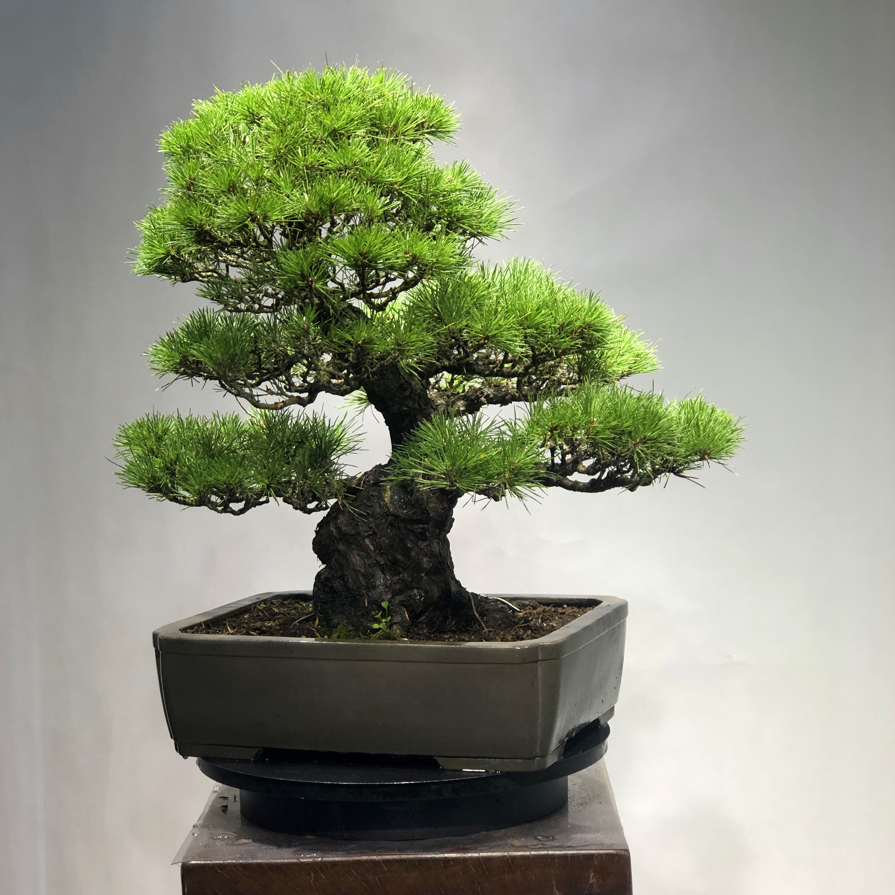 黑松造型盆景小老桩室内日本三河矮霸树苗实物绿植