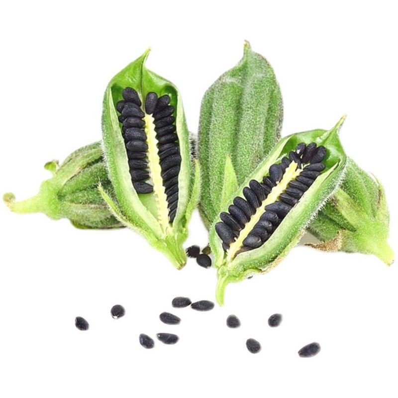 黑芝麻种子优质白芝麻种籽自产高产油抗病农家自种孑春夏季杂粮籽