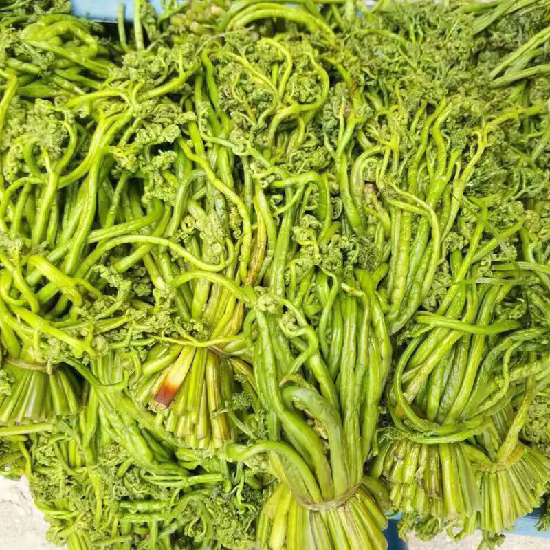 特产承德凉拌天然新鲜坝上塞罕坝袋装山野菜围场腌制